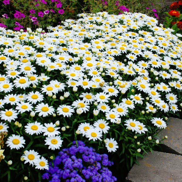 shasta daisy snowcap