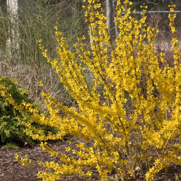 Compact Show Off® Forsythia adding charm to a garden