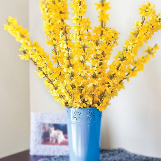Close-up of Show Off® Forsythia's yellow flowers used as cut flowers