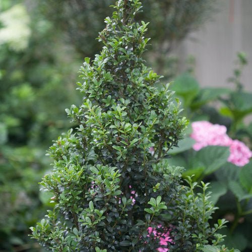 Sky Box Ilex Japanese Holly – Compact Evergreen Shrub – Greenwood