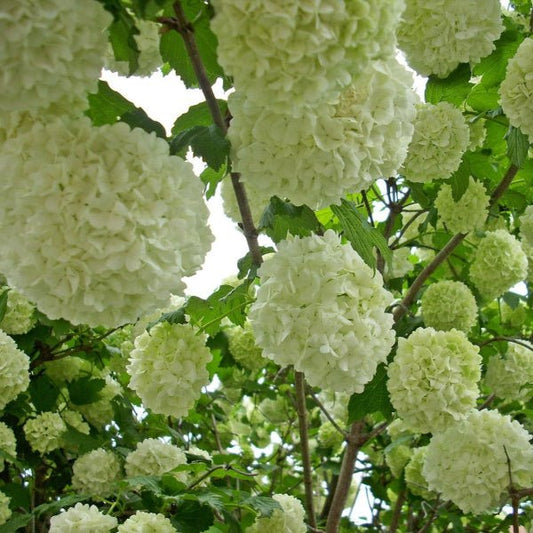 Close-up of Old Fashioned Snowball Viburnum's pure white ball-shaped flowers