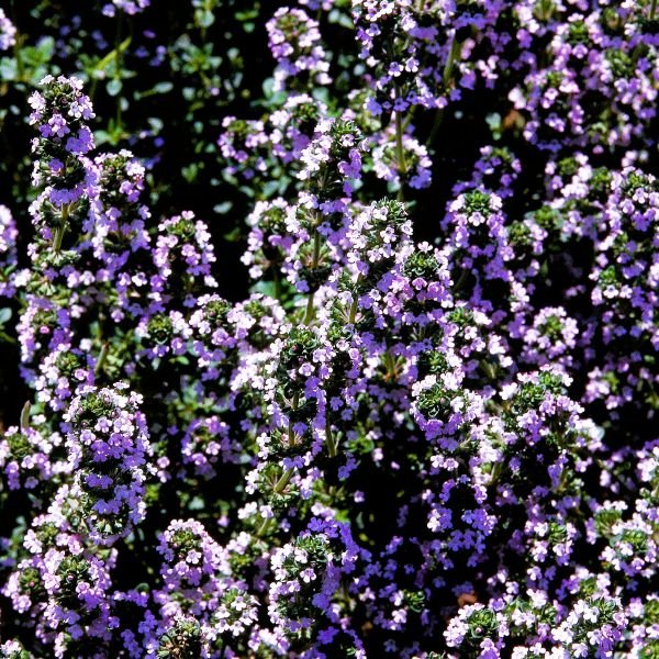 Deer-Resistant Drought-Tolerant Thymus x citriodorus Herb