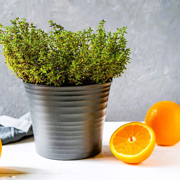Buy Spicy Orange Thyme Plant Online Today – Greenwood Nursery