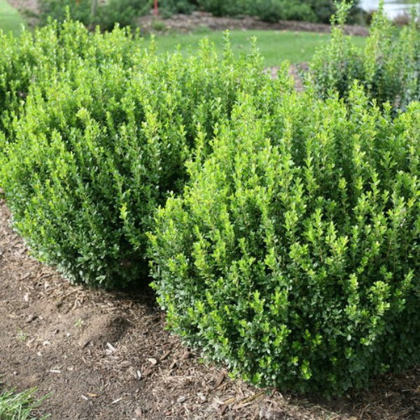 "Sprinter® Boxwood evergreen shrub resistant to deer"