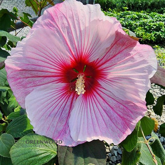 Close-up of Starry Starry Night Hibiscus's massive white and pink blooms