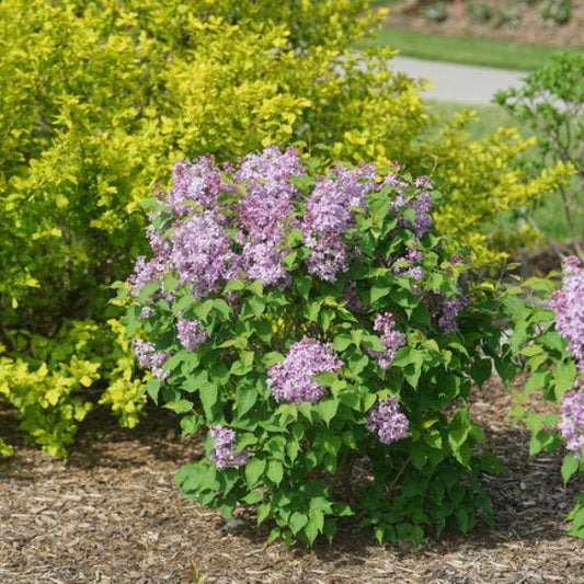Scentara Pura® Syringa lilac shrub used for hedging in a garden setting