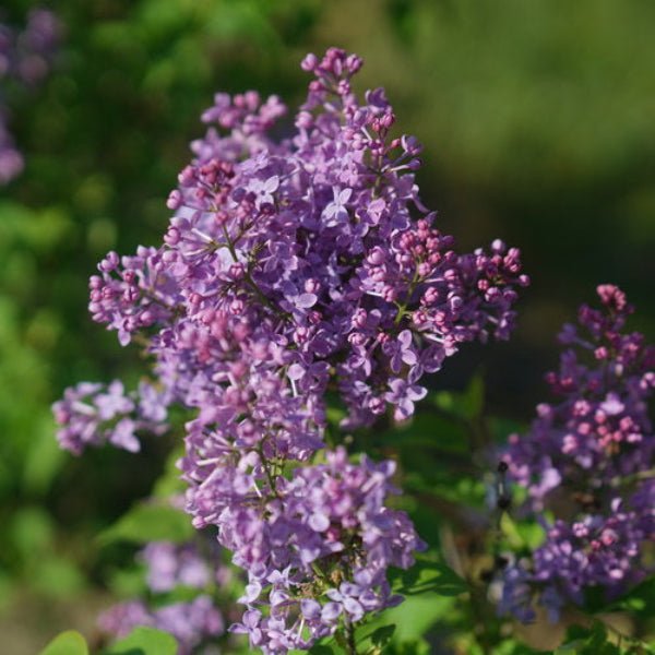 Close-up of Scentara Pura® Syringa's exceptionally fragrant lilac flowers