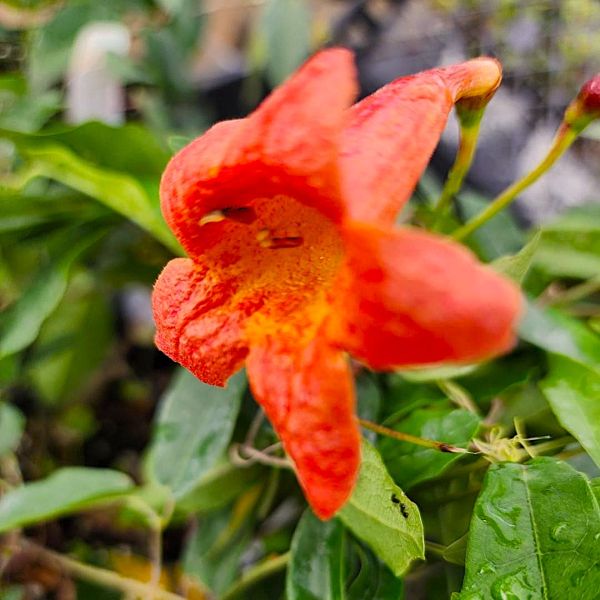 Bignonia Tangerine Beauty Crossvine