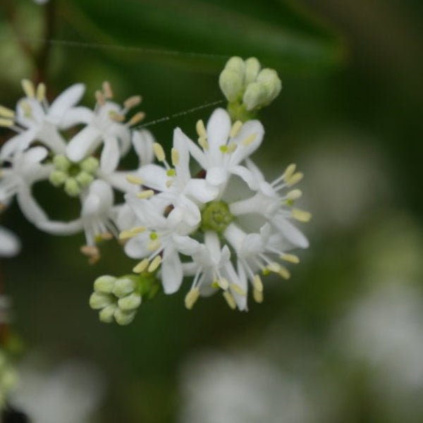 Heptacodium in Bloom: "Temple of Bloom® Heptacodium with fragrant white flowers in mid-summer