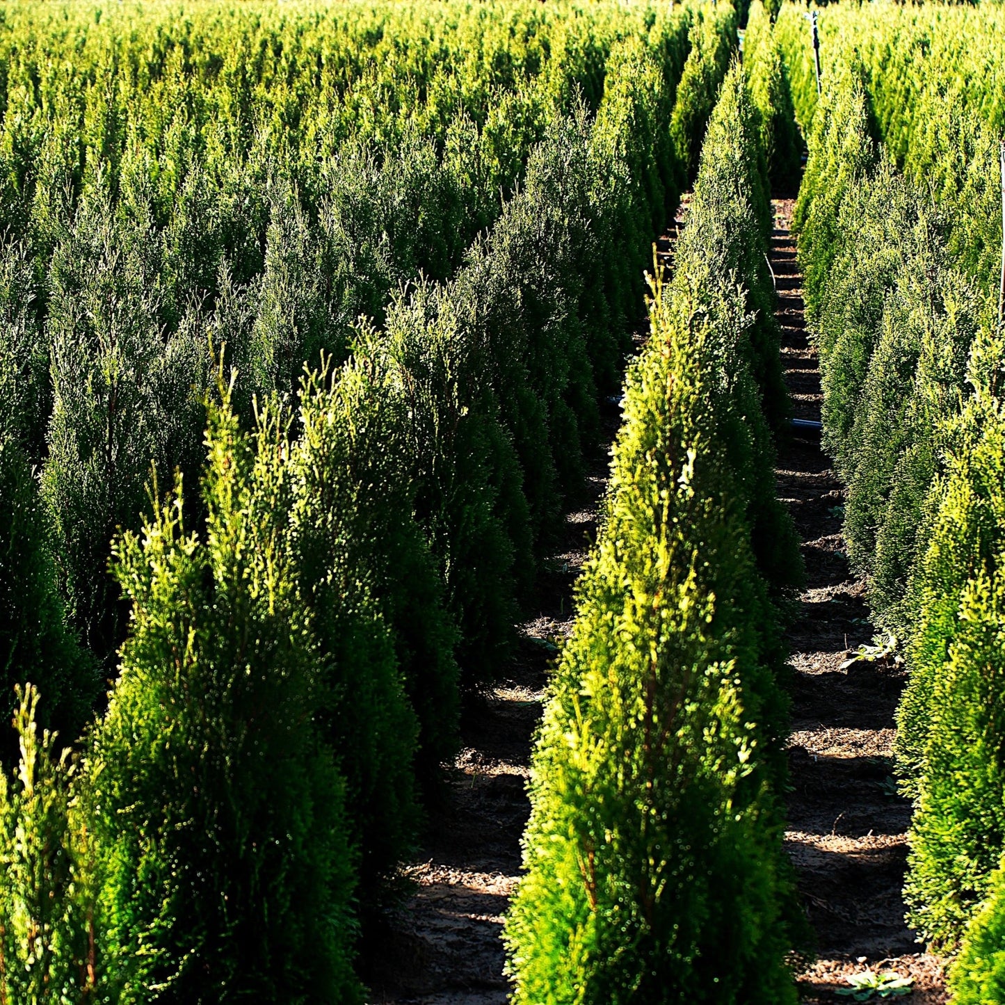 thuja holmstrup growing in field not trimmed heavily.