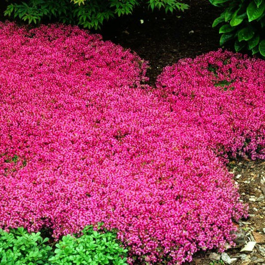RED CREEPING THYME Plant + Thymus Praecox 'Coccineus in the garden