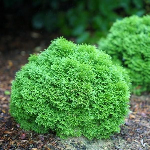 Close-up of Tater Tot® Thuja's globe shape and lush green foliage
