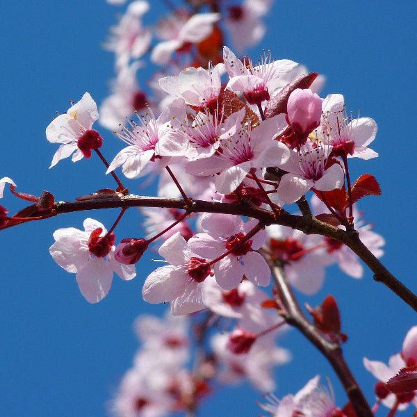 "Yoshino Cherry Blossom Tree with white-pink flowers"