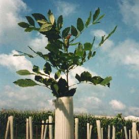 Tree Pro Miracle Tubes providing protection for young trees