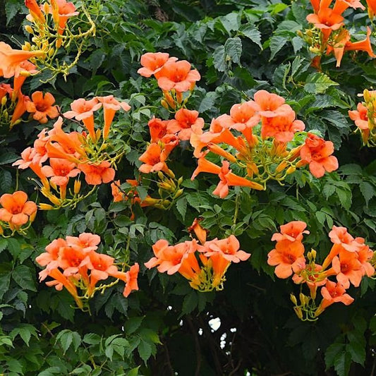 trumpet creeper orange on fence
