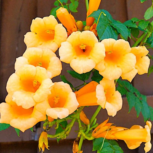 trumpet creeper yellow close up on fence