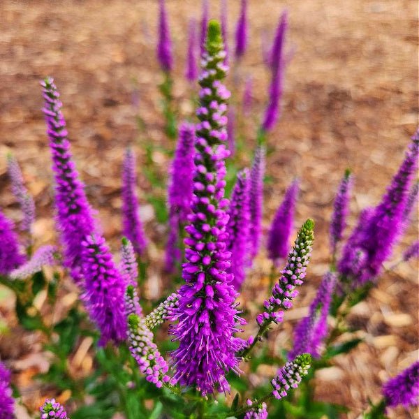 Close-up of Very Van Gogh Veronica's long spiky pink to purple flowers