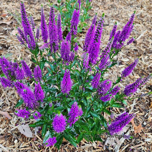 Very Van Gogh Veronica used as border plants, adding vibrant color to the garden