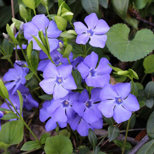 Vinca Minor forming a dense carpet of glossy green foliage with soft periwinkleβblue flowers.