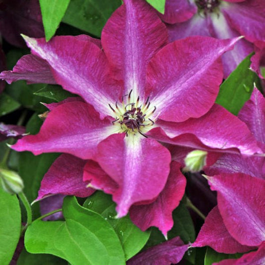 "Close-up of Viva Polonia Clematis blooms"