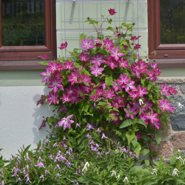 "Viva Polonia Clematis growing on a trellis"