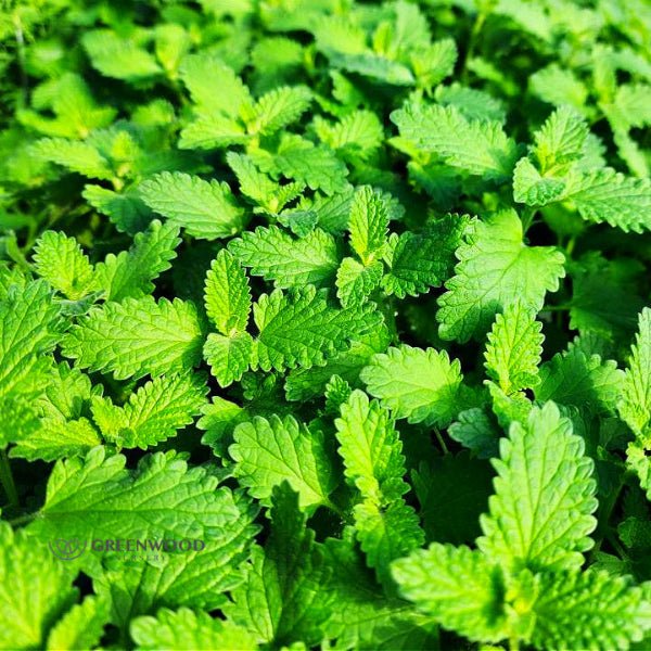 Close-up of Walker's Low Catmint's lush foliage