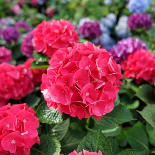 Close-up of Wee Bit Giddy Hydrangea's bright red blooms against lush green foliage