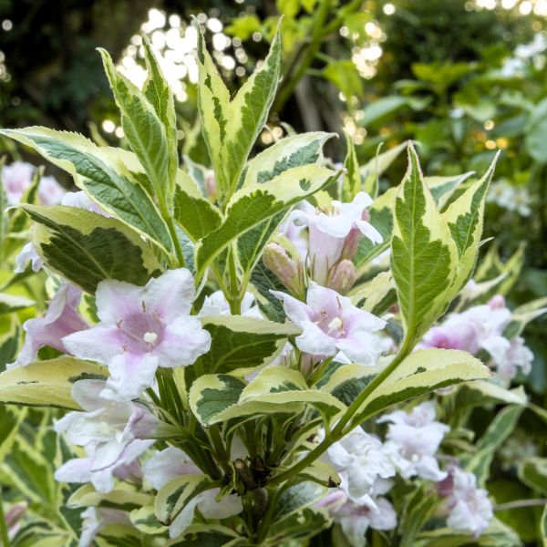 Variegated Weigela