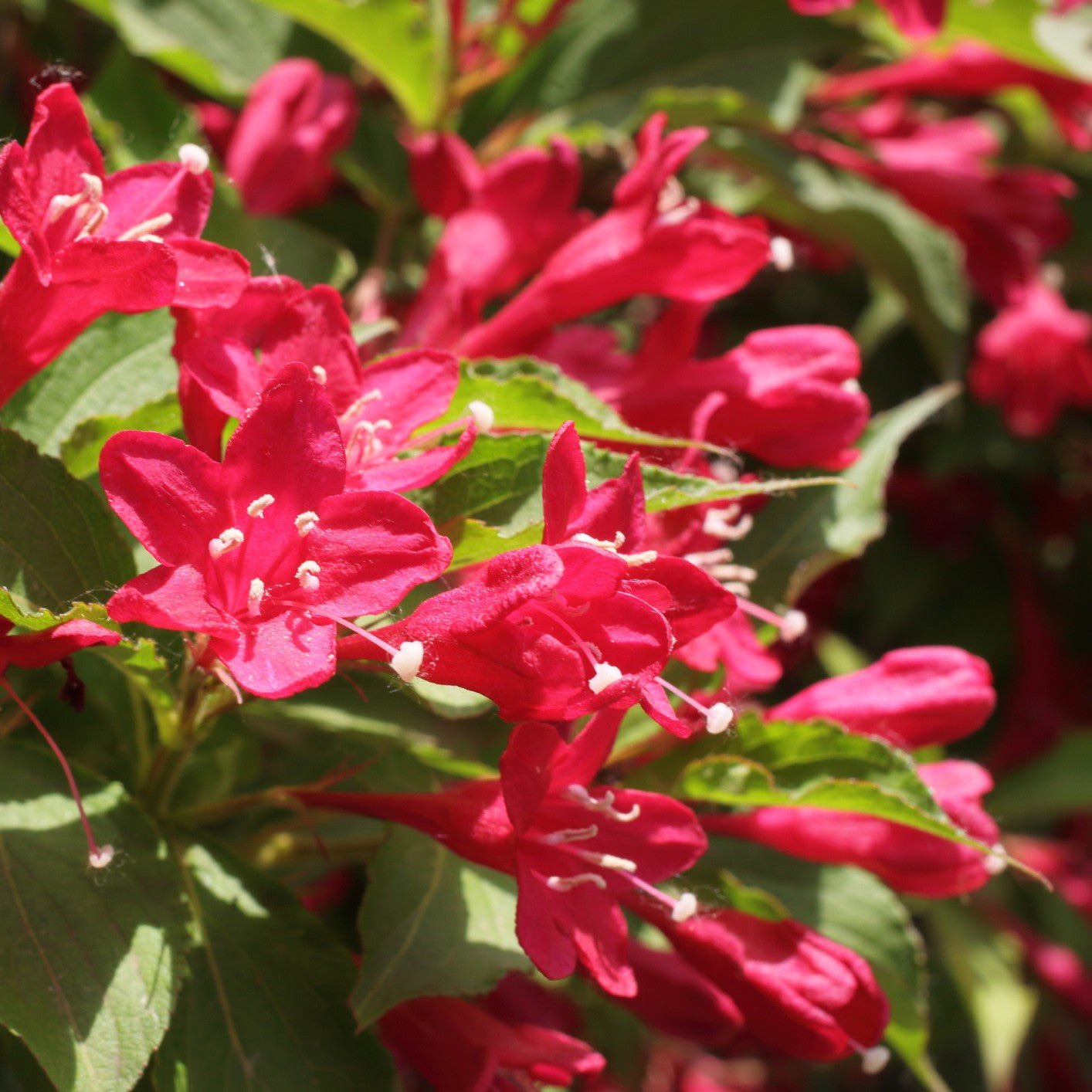 Close-up of Weigela florida's red funnel-shaped flowers against dark green foliage