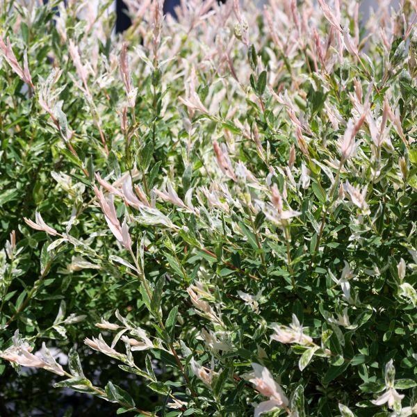 Nishiki Dappled Willow shrub with colorful green and creamy white foliage with pink overtones.