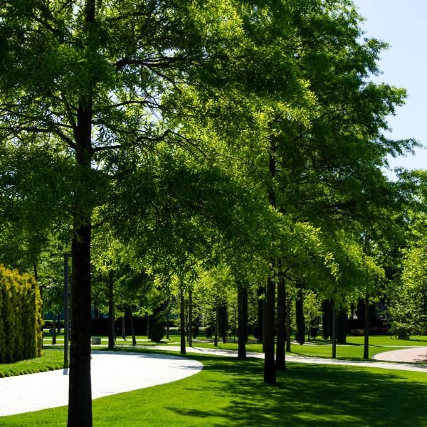 willow oak tree in park setting