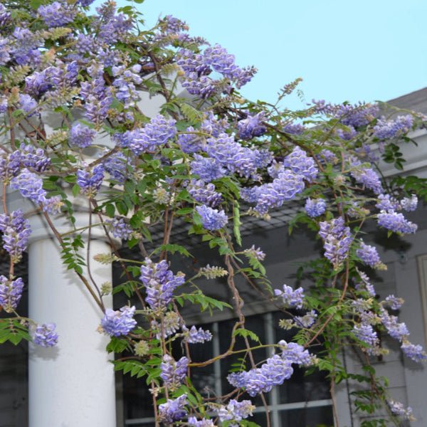 Amethyst Falls Wisteria growing on an arbor, adding vertical interest to the garden