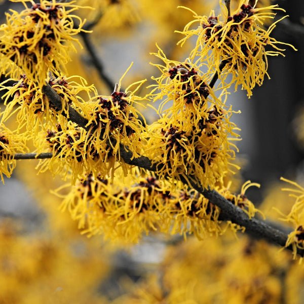 Close-up of Witch Hazel's bright yellow flowers against bare branches