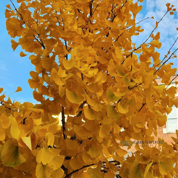 Ginkgo Biloba used as a street tree, showcasing its unique form