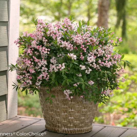Yuki Cherry Blossom® Deutzia with vibrant pink bell-shaped flowers in full bloom