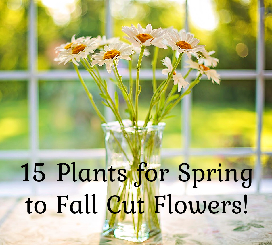 15 plants for spring to fall cut flower bouquets