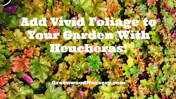 Add colors to your garden with heuchera evergreen perennial plants