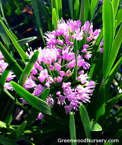 Plant of the year 2018 - millenium allium flowering onion 