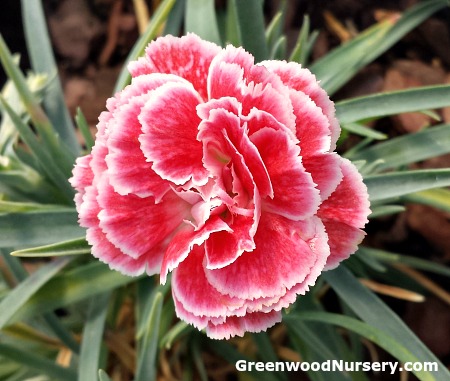 evergreen dianthus small perennial flowering plants