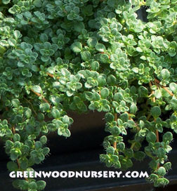 Elfin Thyme Creeping Ground Cover