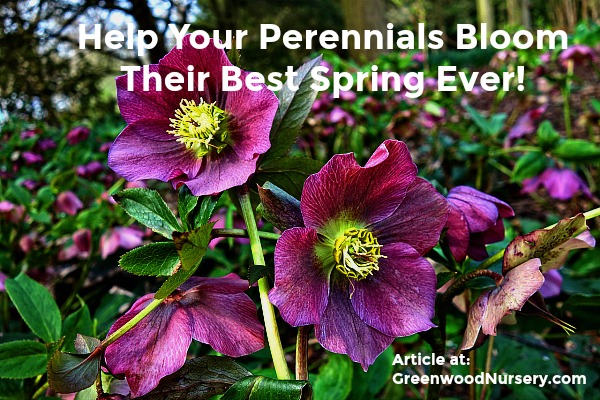 Help your perennials bloom best spring