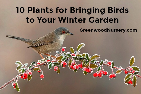 Attract winter birds to your garden