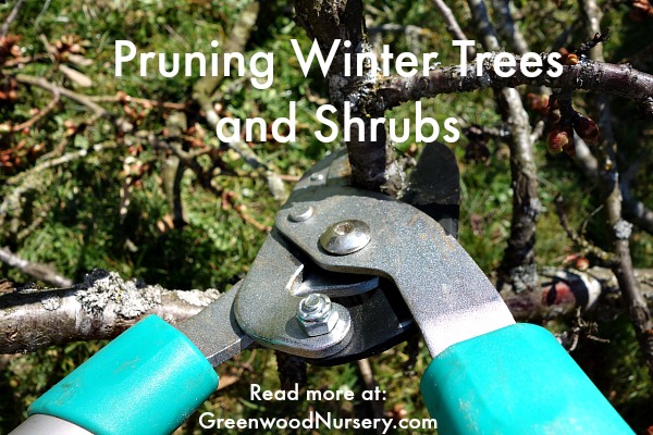 How to Winter Prune Trees and Shrubs