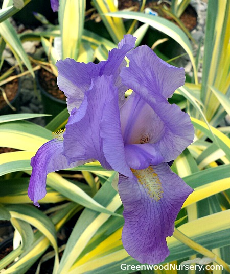 variegated iris, spring blooming irises, planting irises