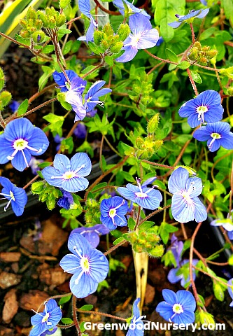 veronica georgia blue flowering evergreen ground cover