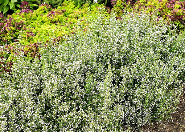 Calamintha Nepeta White Flowering Pollinator Plant of the Year