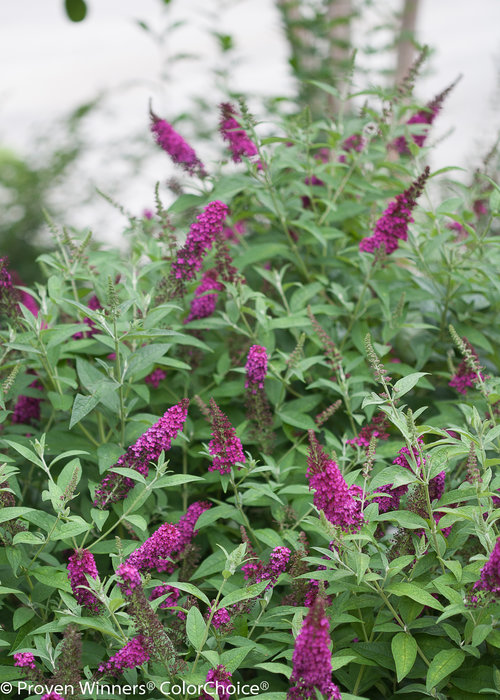 Miss Molly Red Flowering Butterfly Bush attracts butterflies and hummingbirds
