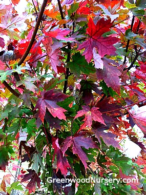 Autumn Blaze Red Maple Fall Color Leaves
