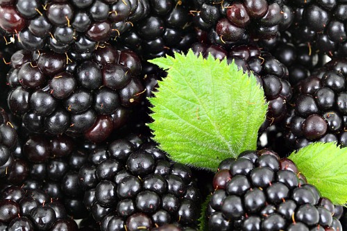 Blackberries ready to eat
