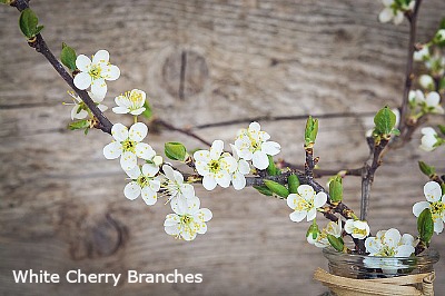 Forcing Branches to Flower Indoors